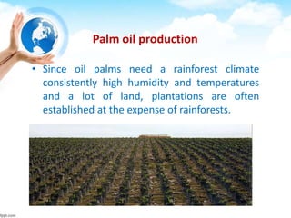 Palm oil production
• Since oil palms need a rainforest climate
consistently high humidity and temperatures
and a lot of land, plantations are often
established at the expense of rainforests.
 