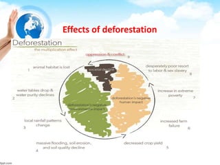 Effects of deforestation
 