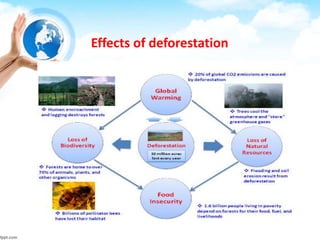 Effects of deforestation
 
