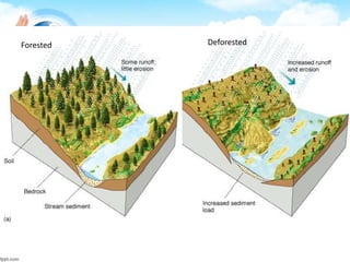 Forested Deforested
 