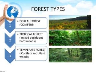 FOREST TYPES
1
• BOREAL FOREST
(CONIFERS)
2
• TROPICAL FOREST
( mixed deciduous
hard woods)
3
• TEMPERATE FOREST
( Conifers and Hard
woods)
 
