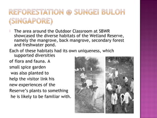  The area around the Outdoor Classroom at SBWR
showcased the diverse habitats of the Wetland Reserve,
namely the mangrove, back mangrove, secondary forest
and freshwater pond.
Each of these habitats had its own uniqueness, which
supported diversities
of flora and fauna. A
small spice garden
was also planted to
help the visitor link his
new experiences of the
Reserve’s plants to something
he is likely to be familiar with.
 