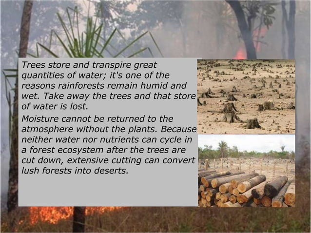 Deforestation group work | PPTX