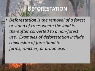 Deforestation group work | PPTX