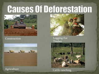 Construction
Agriculture
Logging For
Timber
Cattle ranching
 