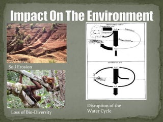 Soil Erosion
Loss of Bio-Diversity
Disruption of the
Water Cycle
 