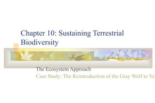 Chapter 10: Sustaining Terrestrial
Biodiversity


     The Ecosystem Approach
     Case Study: The Reintroduction of the Gray Wolf to Yel
 