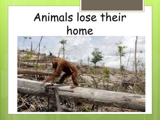 Animals lose their
home
 