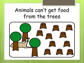 Animals can’t get food
from the trees
 
