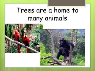 Trees are a home to
many animals
 