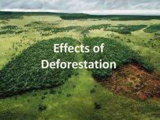 • Deforestation greatly influences many lives
• In Southeast Asia deforestation contributed to migration and social confli...