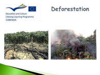 Deforestation situation in portugal Slide 3