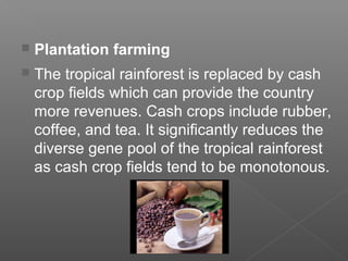  Plantation farming
 The tropical rainforest is replaced by cash
crop fields which can provide the country
more revenues. Cash crops include rubber,
coffee, and tea. It significantly reduces the
diverse gene pool of the tropical rainforest
as cash crop fields tend to be monotonous.
 