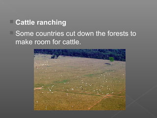  Cattle ranching
 Some countries cut down the forests to
make room for cattle.
 