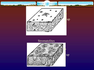 Root Casts / Worm Burrows
Stromatolites
up
up
 