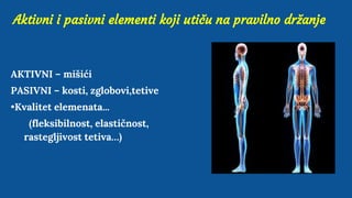 Aktivni i pasivni elementi koji utiču na pravilno držanje
AKTIVNI – mišići
PASIVNI – kosti, zglobovi,tetive
•Kvalitet elemenata...
(fleksibilnost, elastičnost,
rastegljivost tetiva…)
 