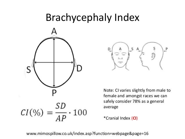 Brachycephaly Cephalic Index Chart