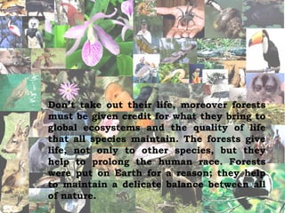 Don’t take out their life, moreover forests must be given credit for what they bring to global ecosystems and the quality of life that all species maintain. The forests give life, not only to other species, but they help to prolong the human race.  Forests were put on Earth for a reason; they help to maintain a delicate balance between all of nature.   