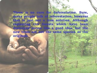 There is no cure for deforestation. Sure, many people talk of reforestation; however that is just not a true solution. Although replanting the forests which have been destroyed seems like a good idea, but the new trees are not the same species as the originals. 