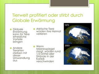 Tierwelt profitiert oder stirbt durch
    Globale Erwärmung
   Globale             Arktische Tiere
    Erwärmung            würden ihre Heimat
    kann für Tiere       verlieren
    erhebliche
    Vorteile
    bringen
                        Wenn
   Andere               Meeresspiegel
    Tierarten            steigt, würden rund
    sterben mit          1/3 Drittel aller
    dieser               Strände in der
    Umwandlung           Karibik
    aus                  verschwinden
 