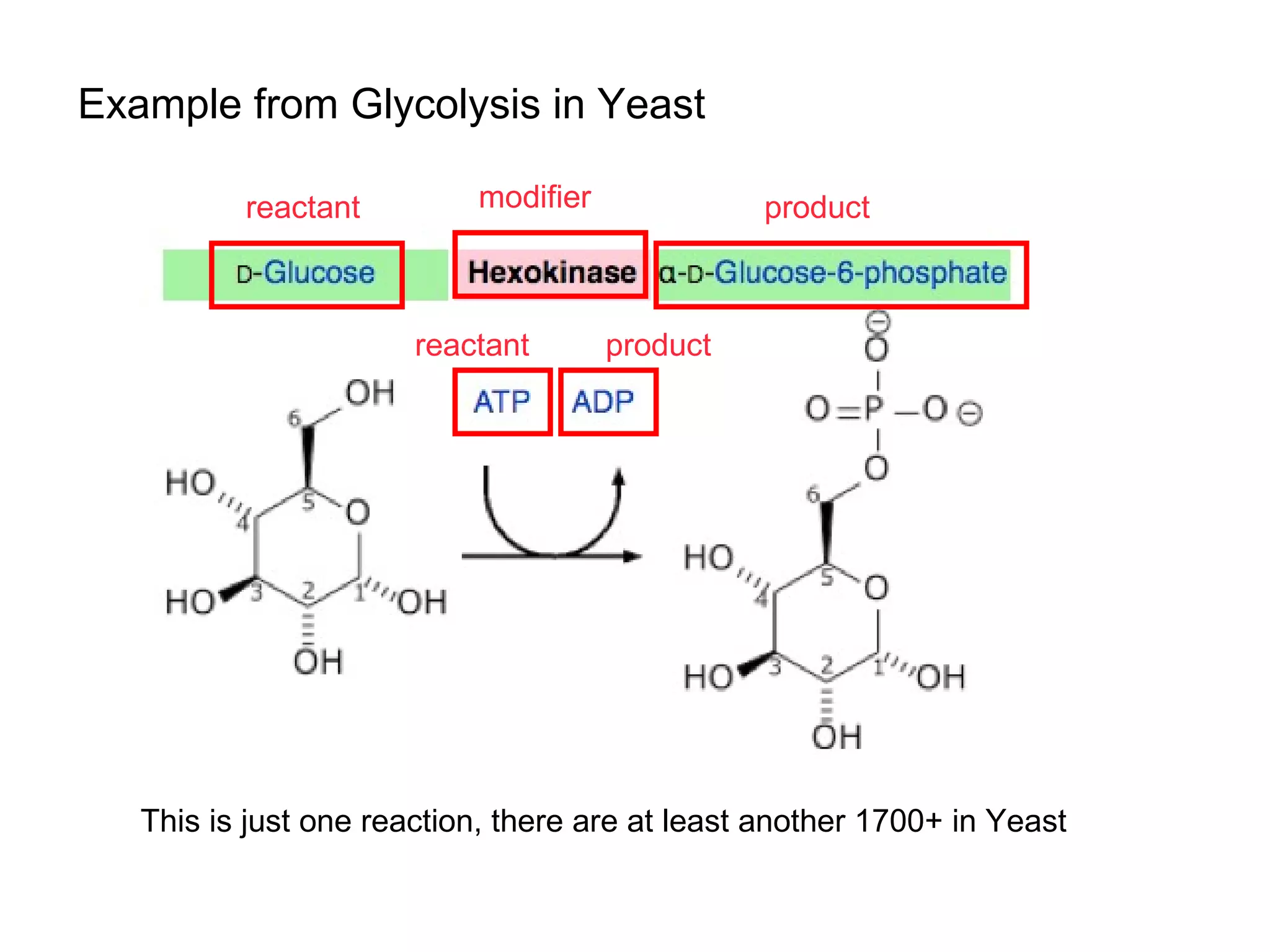 Example from Glycolysis in Yeast reactant reactant product product modifier This is just one reaction, there are at least another 1700+ in Yeast 