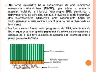 Na forma exsudativa há o aparecimento de uma membrana neovascular sub-retiniana (MNSR), que altera a anatomia macular, incluindo a interface fotorreceptor-EPR, permitindo o extravasamento de soro e/ou sangue, e levando à perda irreversível dos fotorreceptores adjacentes, com conseqüente baixa de visão, geralmente mais rápida e acentuada do que a observada na forma seca.Na forma seca há uma lesão progressiva do EPR, membrana de Bruch (que separa o epitélio pigmentar da retina da coriocapilar) e coriocapilar, o que leva à atrofia secundária dos fotorreceptores e perda gradativa da Visão.