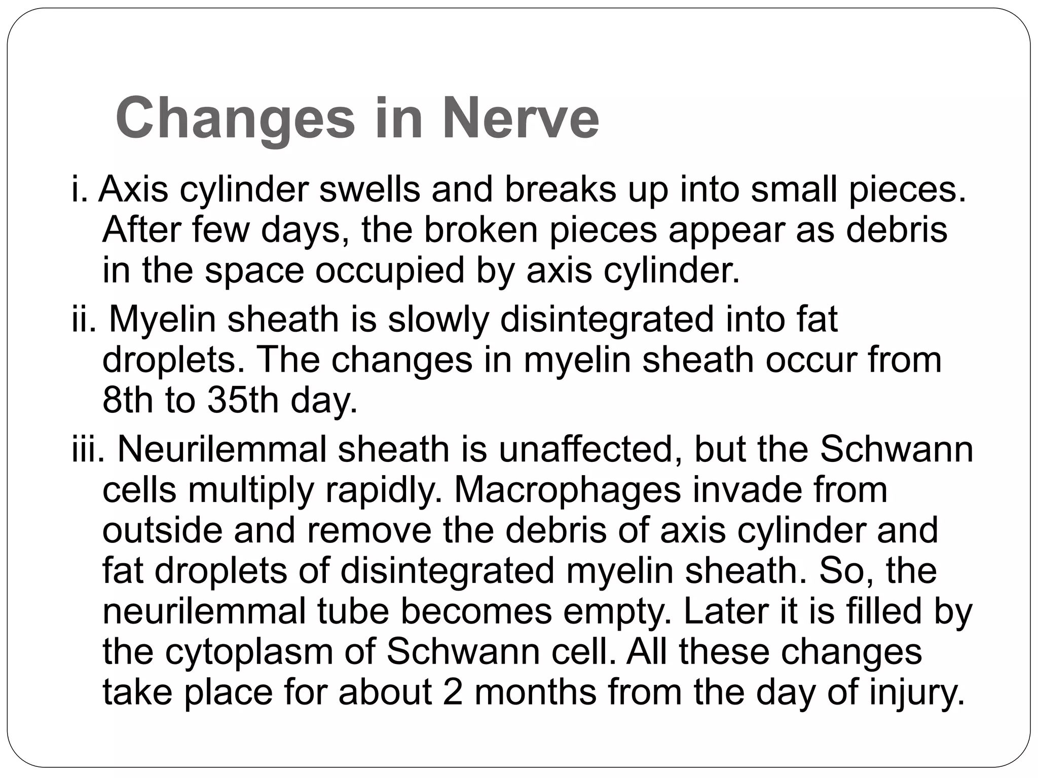 Changes in Nerve
i. Axis cylinder swells and breaks up into small pieces.
After few days, the broken pieces appear as debris
in the space occupied by axis cylinder.
ii. Myelin sheath is slowly disintegrated into fat
droplets. The changes in myelin sheath occur from
8th to 35th day.
iii. Neurilemmal sheath is unaffected, but the Schwann
cells multiply rapidly. Macrophages invade from
outside and remove the debris of axis cylinder and
fat droplets of disintegrated myelin sheath. So, the
neurilemmal tube becomes empty. Later it is filled by
the cytoplasm of Schwann cell. All these changes
take place for about 2 months from the day of injury.
 
