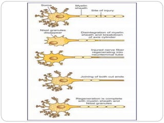 Degeneration and regeneration of nerve fibers