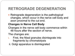 RETROGRADE DEGENERATION
 Retrograde degeneration is the pathological
changes, which occur in the nerve cell body and
axon proximal to the cut end.
Changes in Nerve Cell Body
Changes in the nerve cell body commence within
48 hours after the section of nerve.
The changes are:
i. First, the Nissl granules disintegrate into
fragments by chromatolysis
ii. Golgi apparatus is disintegrated
 