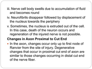 iii. Nerve cell body swells due to accumulation of fluid
and becomes round
iv. Neurofibrils disappear followed by displacement of
the nucleus towards the periphery
v. Sometimes, the nucleus is extruded out of the cell.
In this case, death of the neuron occurs and
regeneration of the injured nerve is not possible.
Changes in Axon Proximal to Cut End
 In the axon, changes occur only up to first node of
Ranvier from the site of injury. Degenerative
changes that occur in proximal cut end of axon are
similar to those changes occurring in distal cut end
of the nerve fiber.
 