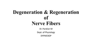 Degeneration & Regeneration
of
Nerve Fibers
Dr. Pandian M
Dept. of Physiology
DYPMCKOP
 