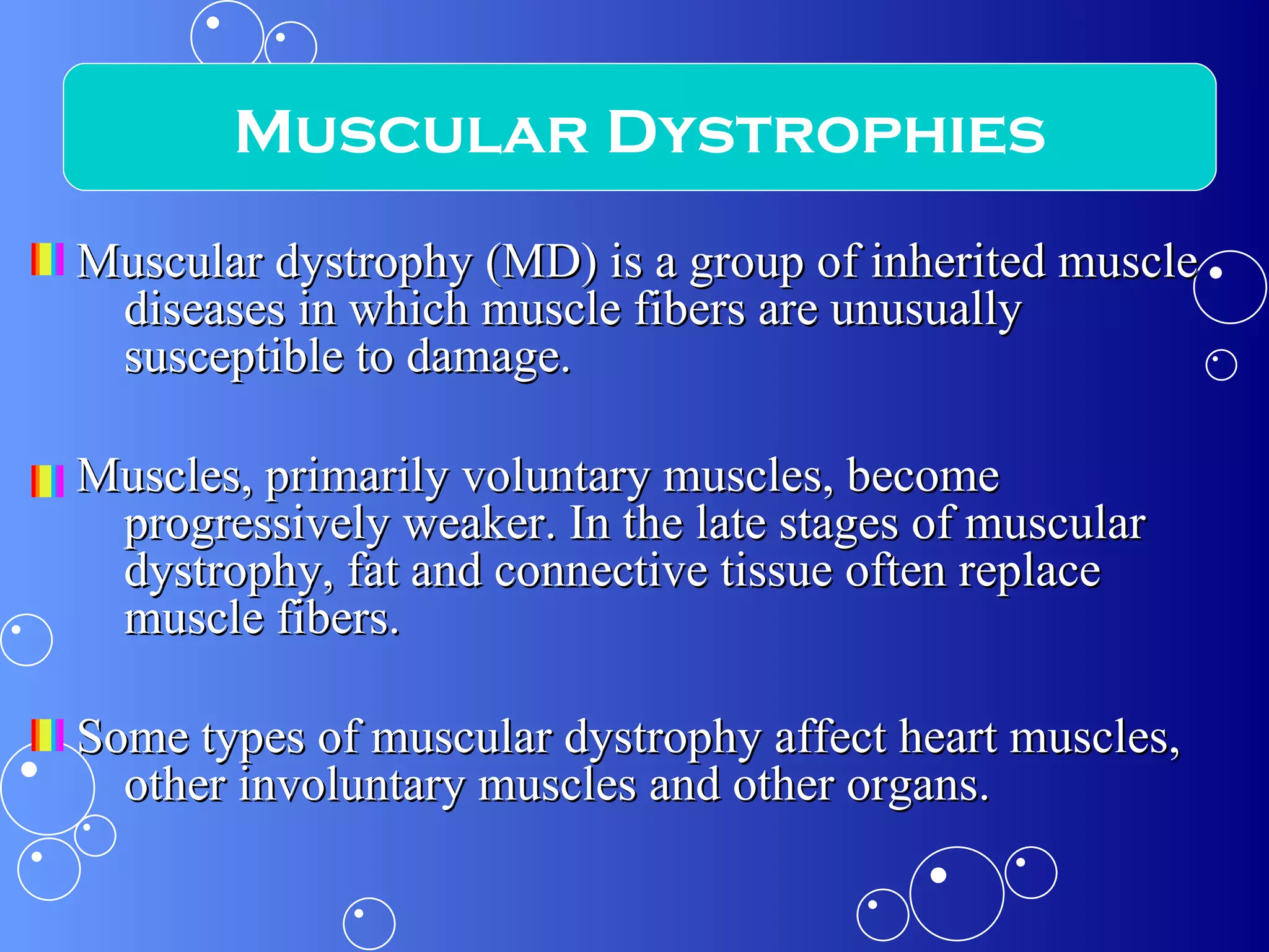 Muscular dystrophy (MD) is a group of inherited muscle diseases in which muscle fibers are unusually susceptible to damage.  Muscles, primarily voluntary muscles, become progressively weaker. In the late stages of muscular dystrophy, fat and connective tissue often replace muscle fibers.  Some types of muscular dystrophy affect heart muscles, other involuntary muscles and other organs. Muscular Dystrophies 