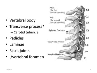 • Vertebral body
• Transverse process*
– Carotid tubercle
• Pedicles
• Laminae
• Facet joints
• I/vertebral foramen
1/9/2013 6
 