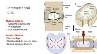 Intervertebral
disc
Nucleus pulposis
- Gelatenous substance
- Proteoglycan
- 80% water content
Annulus fibrosus
-Fibrocartilage
-Closely attach to the end plate
-Contain laminated Layers
 