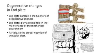 Degenerative changes
in End plate
• End plate damage is the hallmark of
degenerative changes
• End plates play a crucial role in the
maintenance of the mechanical
environment
• Participate the proper nutrition of
avascular discs.
 