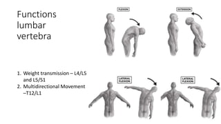 Functions
lumbar
vertebra
1. Weight transmission – L4/L5
and L5/S1
2. Multidirectional Movement
–T12/L1
 
