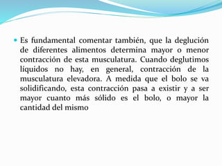  Es fundamental comentar también, que la deglución
de diferentes alimentos determina mayor o menor
contracción de esta musculatura. Cuando deglutimos
líquidos no hay, en general, contracción de la
musculatura elevadora. A medida que el bolo se va
solidificando, esta contracción pasa a existir y a ser
mayor cuanto más sólido es el bolo, o mayor la
cantidad del mismo
 