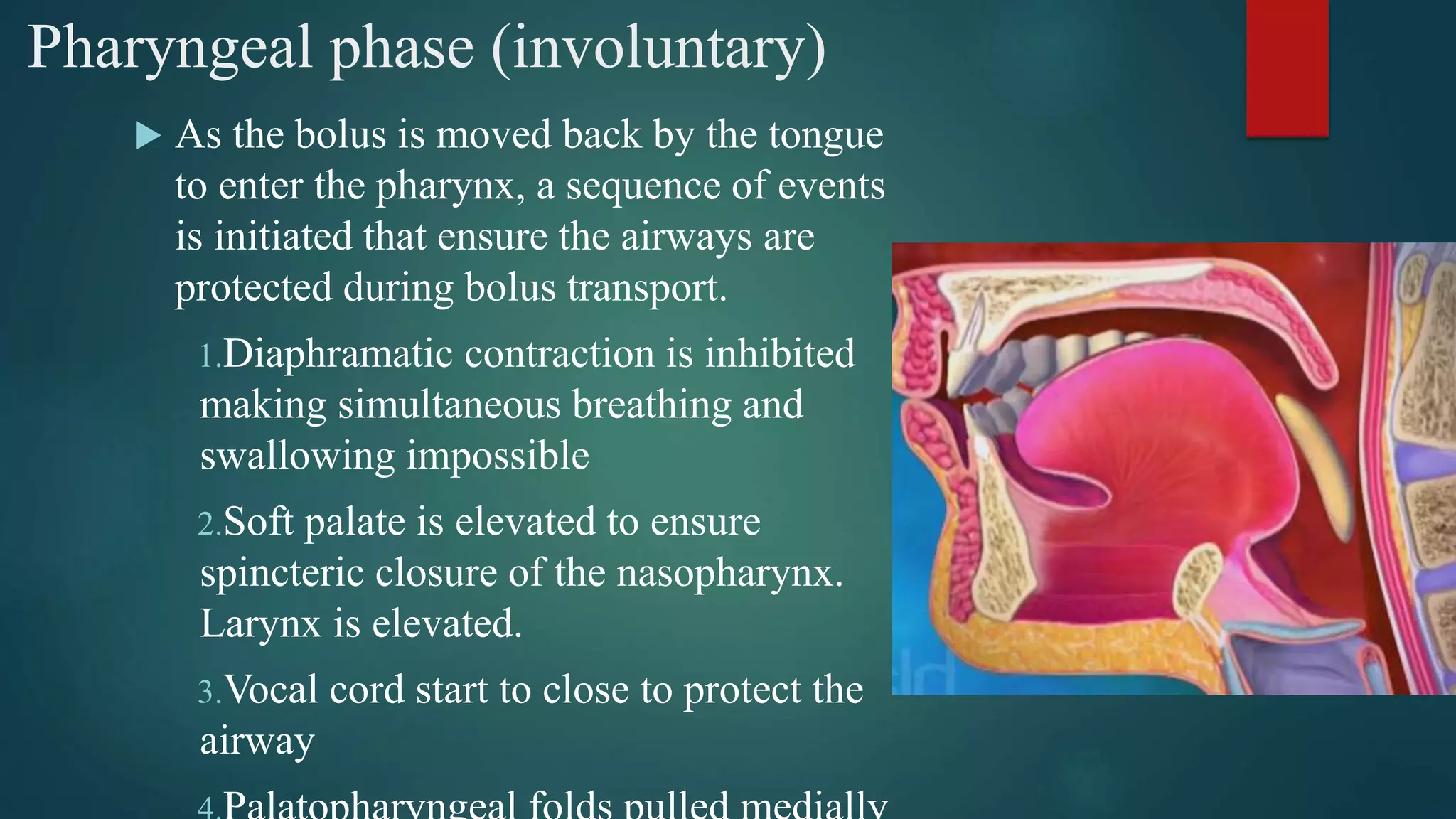 Pharyngeal phase (involuntary)
 As the bolus is moved back by the tongue
to enter the pharynx, a sequence of events
is initiated that ensure the airways are
protected during bolus transport.
1.Diaphramatic contraction is inhibited
making simultaneous breathing and
swallowing impossible
2.Soft palate is elevated to ensure
spincteric closure of the nasopharynx.
Larynx is elevated.
3.Vocal cord start to close to protect the
airway
 