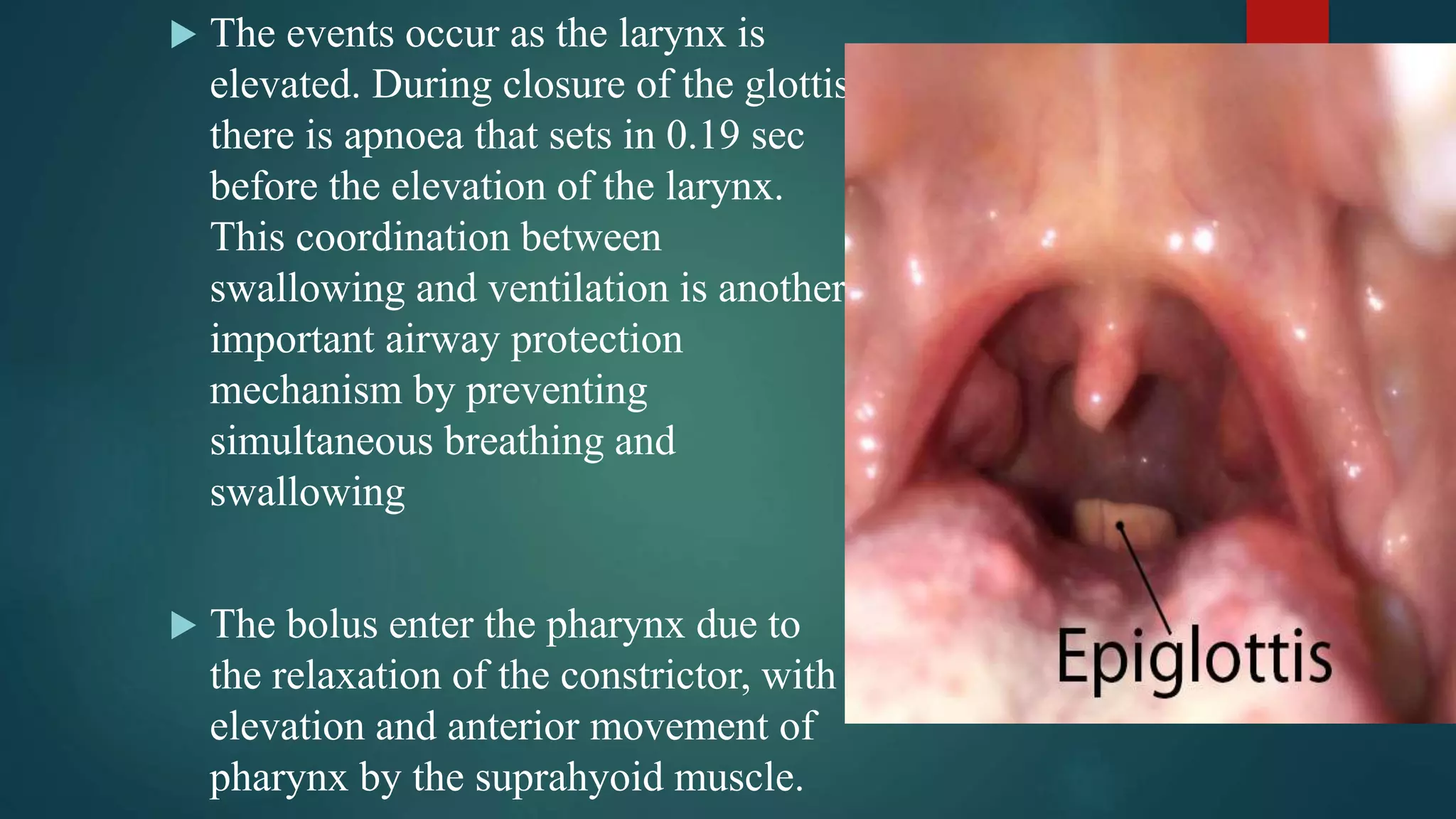  The events occur as the larynx is
elevated. During closure of the glottis
there is apnoea that sets in 0.19 sec
before the elevation of the larynx.
This coordination between
swallowing and ventilation is another
important airway protection
mechanism by preventing
simultaneous breathing and
swallowing
 The bolus enter the pharynx due to
the relaxation of the constrictor, with
elevation and anterior movement of
pharynx by the suprahyoid muscle.
 