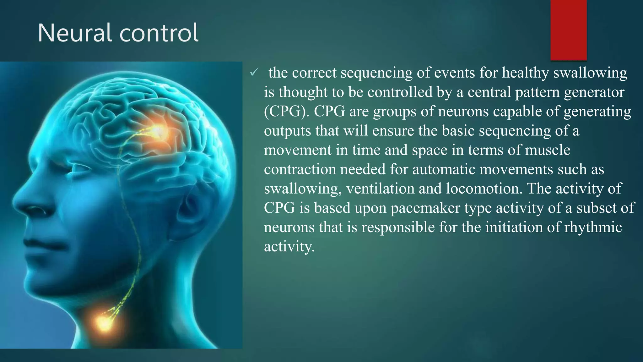 Neural control
 the correct sequencing of events for healthy swallowing
is thought to be controlled by a central pattern generator
(CPG). CPG are groups of neurons capable of generating
outputs that will ensure the basic sequencing of a
movement in time and space in terms of muscle
contraction needed for automatic movements such as
swallowing, ventilation and locomotion. The activity of
CPG is based upon pacemaker type activity of a subset of
neurons that is responsible for the initiation of rhythmic
activity.
 