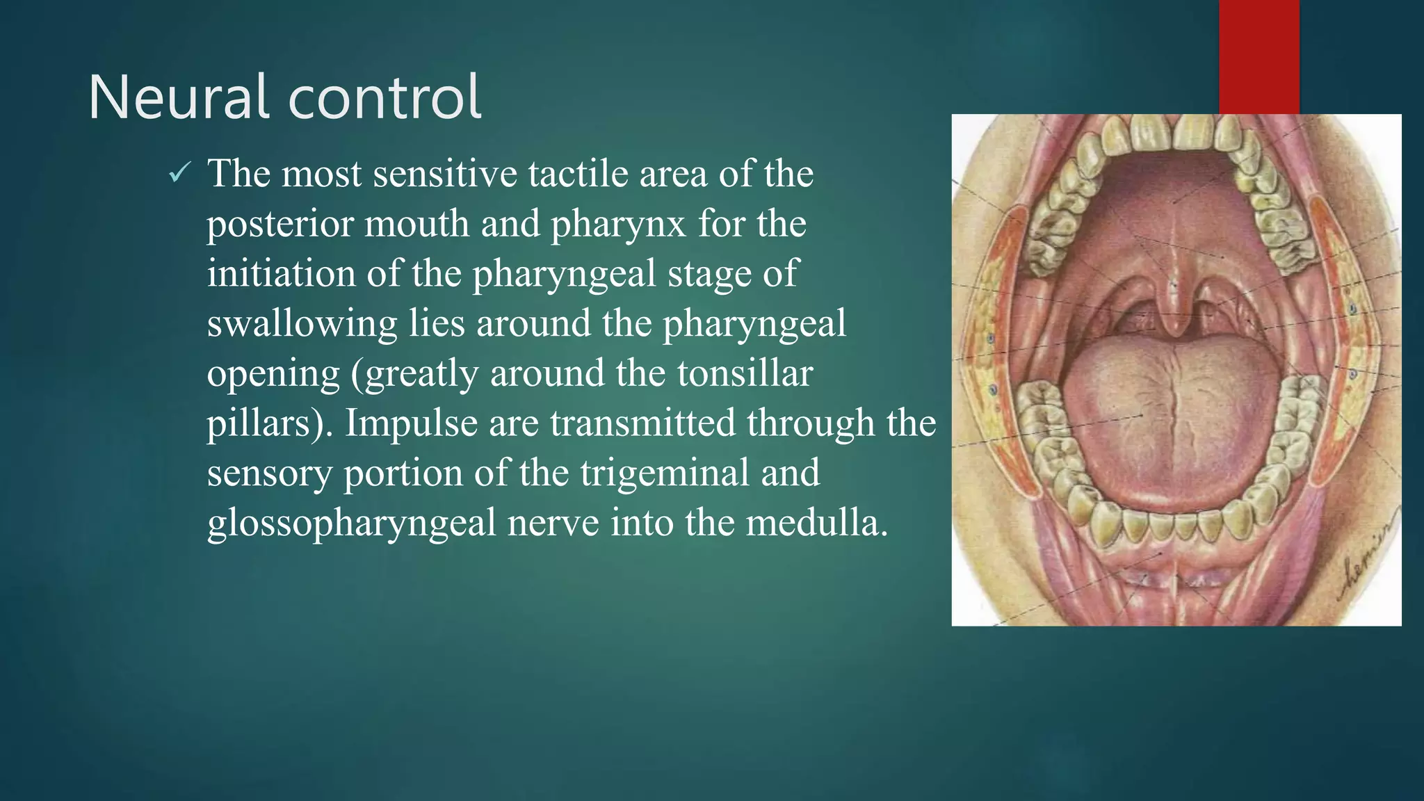 Neural control
 The most sensitive tactile area of the
posterior mouth and pharynx for the
initiation of the pharyngeal stage of
swallowing lies around the pharyngeal
opening (greatly around the tonsillar
pillars). Impulse are transmitted through the
sensory portion of the trigeminal and
glossopharyngeal nerve into the medulla.
 