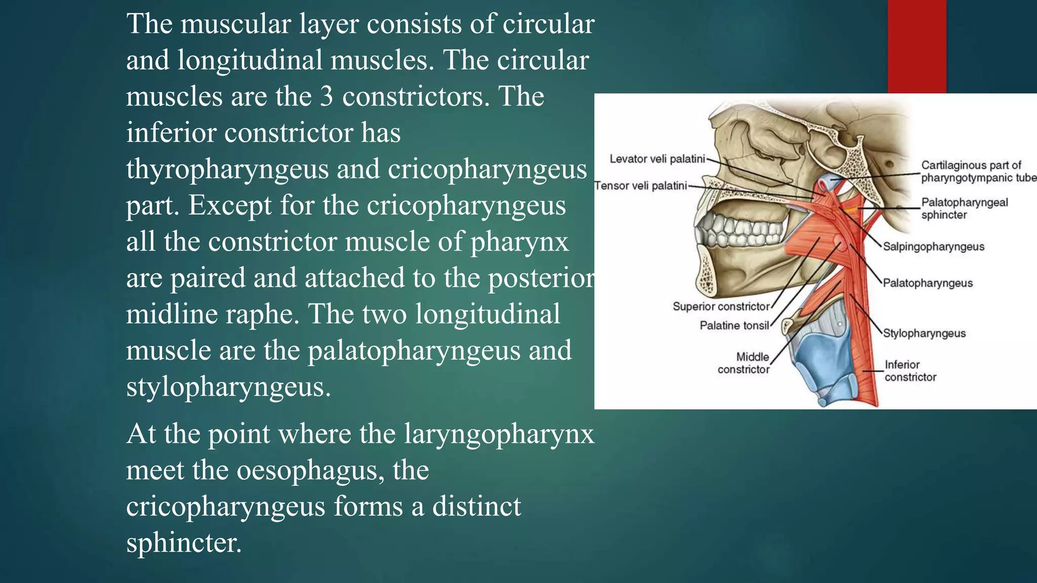 The muscular layer consists of circular
and longitudinal muscles. The circular
muscles are the 3 constrictors. The
inferior constrictor has
thyropharyngeus and cricopharyngeus
part. Except for the cricopharyngeus
all the constrictor muscle of pharynx
are paired and attached to the posterior
midline raphe. The two longitudinal
muscle are the palatopharyngeus and
stylopharyngeus.
At the point where the laryngopharynx
meet the oesophagus, the
cricopharyngeus forms a distinct
sphincter.
 