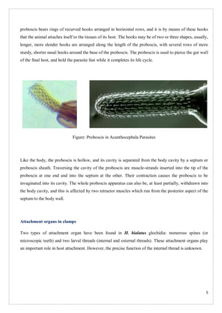 Prombuscis Fish Different attachment organ of fish parasites.pdf
