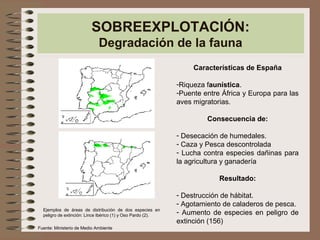 SOBREEXPLOTACIÓN:
Degradación de la fauna
Características de España
-Riqueza faunística.
-Puente entre África y Europa para las
aves migratorias.
Consecuencia de:
- Desecación de humedales.
- Caza y Pesca descontrolada
- Lucha contra especies dañinas para
la agricultura y ganadería
Resultado:
- Destrucción de hábitat.
- Agotamiento de caladeros de pesca.
- Aumento de especies en peligro de
extinción (156)
Ejemplos de áreas de distribución de dos especies en
peligro de extinción: Lince Ibérico (1) y Oso Pardo (2).
Fuente: Ministerio de Medio Ambiente
 