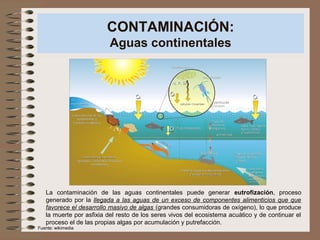 CONTAMINACIÓN:
Aguas continentales
La contaminación de las aguas continentales puede generar eutrofización, proceso
generado por la llegada a las aguas de un exceso de componentes alimenticios que que
favorece el desarrollo masivo de algas (grandes consumidoras de oxígeno), lo que produce
la muerte por asfixia del resto de los seres vivos del ecosistema acuático y de continuar el
proceso el de las propias algas por acumulación y putrefacción.
Fuente: wikimedia
 