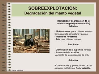 SOBREEXPLOTACIÓN:
Degradación del manto vegetal
Reducción y degradación de la
cubierta vegetal (deforestación)
debido a:
- Roturaciones para obtener nuevas
tierras para la agricultura y pastos.
- Incendios forestales
- Tala para obtener madera
Resultado:
- Disminución de la superficie forestal
- Aumento de la erosión.
-Aumento de las emisiones de CO2
Solución:
-Conservación y potenciación de las
especies autóctonas. Reforestación
Fuente: Wikimedia
 