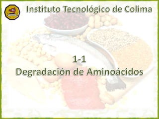 Instituto Tecnológico de Colima 1-1 Degradación de Aminoácidos 