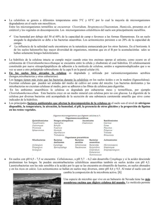 La celulolisis se genera a diferentes temperaturas entre 5°C y 65°C por lo cual la mayoría de microorganismos
degradadores en el suelo son mesolíticos.
Entre los microorganismos termófilos se encuentran Clostridium, Streptomyces,Chaetomium, Humicola, presentes en el
estiércol y los vegetales en descomposición. Los microorganismos celulolíticos del suelo son principalmente mesófilos.

 Una humedad por debajo del 50 al 60% de la capacidad de camp o favorece a las formas filamentosas. En un suelo
  anegado la degradación se debe a las bacterias anaerobias. Los actinomicetos persisten a un 20% de la capacidad de
  campo.
 La influencia de la salinidad suele encontrarse en la naturaleza enmascarada por los otros factores. En el horizonte A
  de los suelos halomorfos hay mayor diversidad de organismos, mientras que en el B por la acumulaciónlas sales se
  hallan solamente hongos halotolerantes

La hidrólisis de la celulosa intacta se cumple mejor cuando estas tres enzimas operan al unísono, como ocurre en el
celulosoma de Clostridiumthermocellumque se encuentra entre la célula y elsubstrato al cual hidroliza. El celulosomaestá
constituído por nueve sitiospolipeptídicos de adhesión a la molécula de celulosa, unidos a segmentosduplicados que a su
vez se unen a otro polipéptido sobresaliente de la capa S en la pared celular (6).
En los suelos bien aireados la celulosa es degradada y utilizada por variosmicroorganismos aerobios
(hongos,mixobacterias y otras eubacterias).
Los hongos tienen más éxito que las bacterias durante la celulolisis en los suelos ácidos o en la madera (lignocelulosa).
Excretan celulasas que pueden ser aisladas del medio de cultivo así como del micelio. Las bacterias deslizantes y las
mixobacterias no excretan celulasas al medio, pero se adhieren a las fibras de celulosa para digerirlas.
 En los ambientes anaeróbicos la celulosa es degradada por eubacterias meso y termofílicas, por ejemplo
Clostridiumthermocellum. Esta bacteria crece en un medio mineral con celulosa pero no con glucosa. La digestión de la
celulosa por diversas bacterias está acompañada de la secreción de una substancia carotenoide amarilla que sirve como
indicador de la hidrólisis.
Los principales factores ambientales que afectan la descomposición de la celulosa en el suelo son el nivel de nitrógeno
disponible, la temperatura, la aireación, la humedad, el pH, la presencia de otros glúcidos y la proporción de lignina
en los restos vegetales.




En suelos con pH 6,5 - 7,5 se encuentra Cellulomonas, a pH 5,7 - 6,2 aún desarrolla Cytophaga y si la acidez desciende
predominan los hongos. Se pueden encontrarbacterias celulolíticas anaerobias también en suelos ácidos con pH 4,3.
Lasmixobacterias son las más sensibles a la acidez por lo que se las encuentra en elmantillo de huertos, en suelos abonados
y en los ricos en calcio. Los actinomicetos se hallan en suelos muy diversos, entre pH 4,6 y 9,5. Al tratar el suelo con cal
                                                cambia la composición de la microbiota activa. [6]

                                               Una especie de microbio que vive en un balneario de Nevada tiene las más
                                               asombrosa enzima que digiere celulosa del mundo. La molécula permite
 