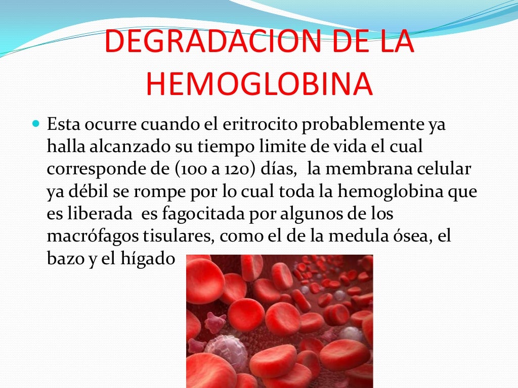 Que Tiene Poca Hemoglobina En La Sangre Degradacion de la hemoglobina
