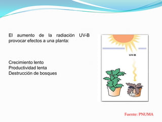 El aumento de la radiación UV-B
provocar efectos a una planta:



Crecimiento lento
Productividad lenta
Destrucción de bosques




                                  Fuente: PNUMA
 